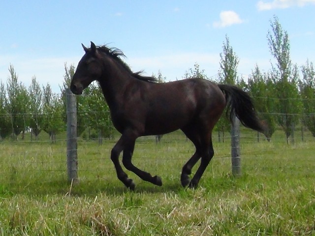 All Black 2yo Canadian Horse Gelding Cremona Alberta Canada