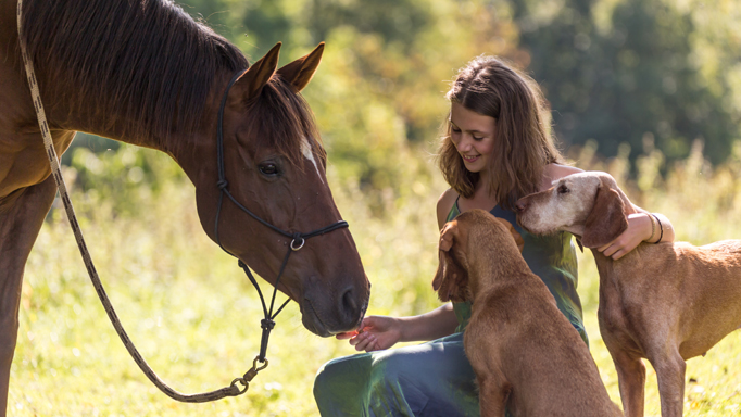Thumbnail for Cowboy Magic Grooming Products Are A Horse Grooming Must Have