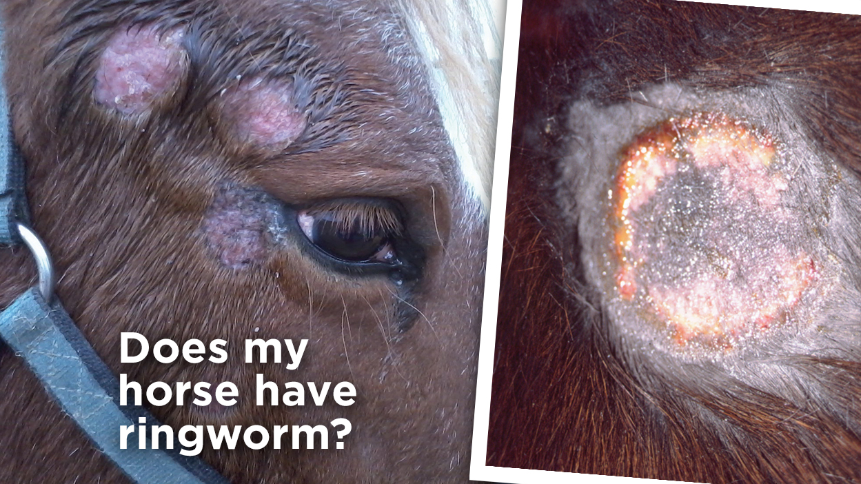 Thumbnail for Tips for Recognizing and Treating Ringworm in Horses