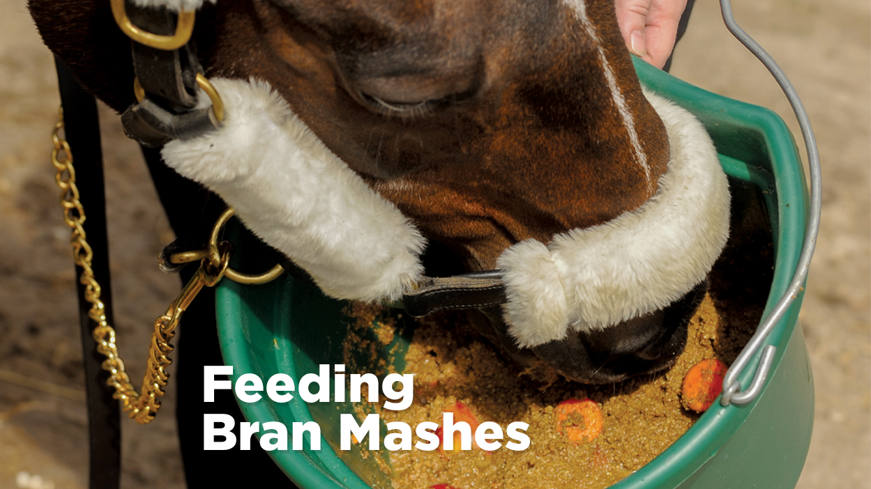 Equine Athlete Feeding for Optimum Performance