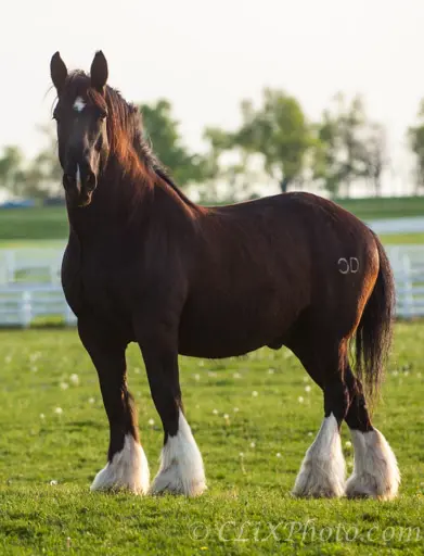 Shire Horse