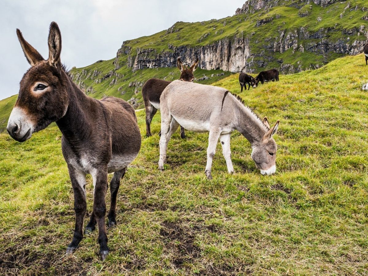 Donkey DNA Proves Domestication Source