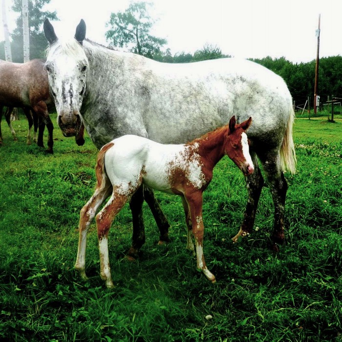 Show Ad Horse Canada Horses for Sale Canada Alberta Edmonton