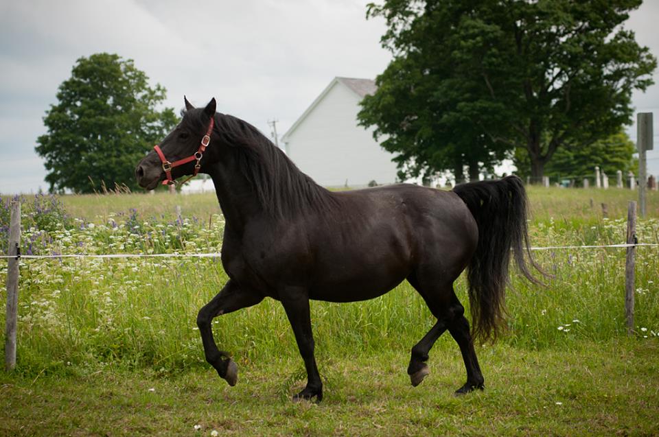 Show Ad Horse Canada Horses for Sale Canada New Brunswick McKenzie Corner French