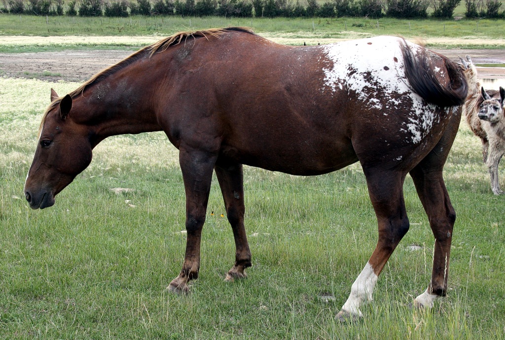 Appaloosa Reg’d broodmares, daughters of TAX MAN, Canadian Champion ...