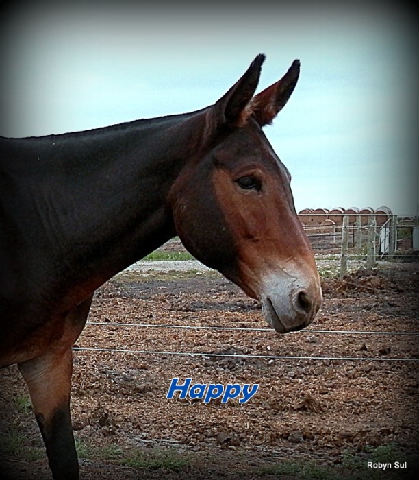 Farm Equipment For Sale In Alberta >> Classifieds – Horse Canada - Horses for Sale - Mule For Sale Farm Equipment For Sale In Alberta >> Classifieds – Horse Canada - Horses for Sale - Mule For Sale
