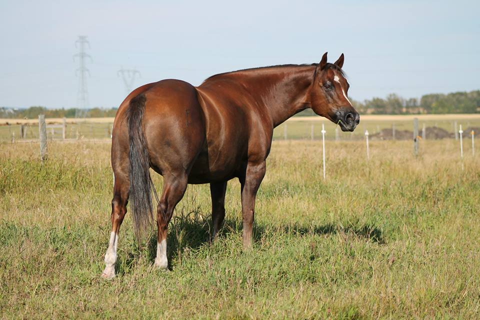 Show Ad Horse Canada Horses for Sale Canada Alberta Penhold