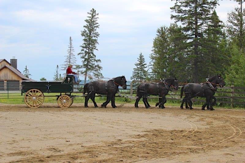 Show Ad Horse Canada Horses for Sale Canada Team of Excellent