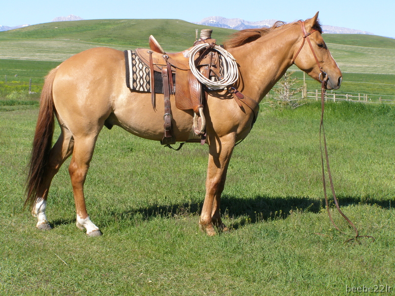 Show Ad Horse Canada Horses for Sale USA RED DUN, gentle ready