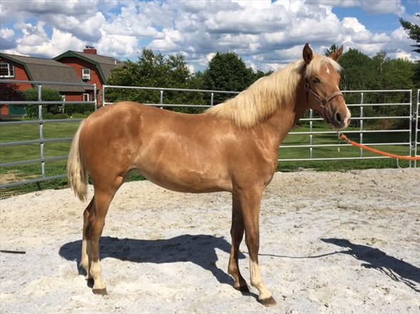 Rocky Mountain Filly $800 For Sale – Camrose – Alberta – Canada ...