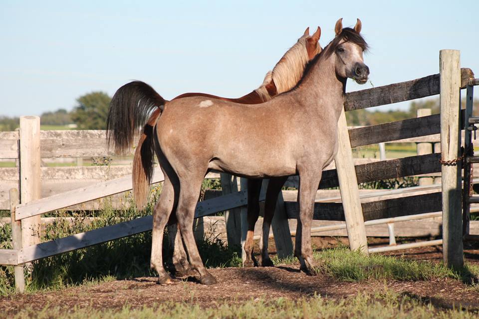 Show Ad Horse Canada Horses for Sale Canada Alberta Penhold EA Solution